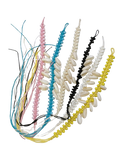 Armband Muschel und Perlen am Wachsband farblich gemischt